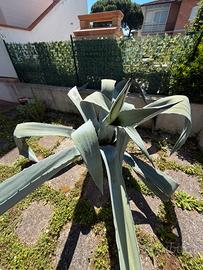 Agave