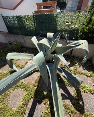 Agave