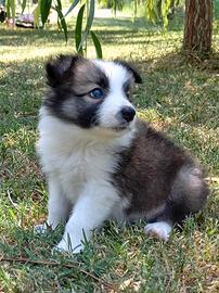 Cuccioli border collie