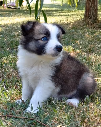 Cuccioli border collie
