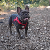 Bulldog francese monta