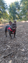 Bulldog francese monta