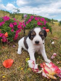Cuccioli e cucciole