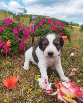 Cuccioli e cucciole