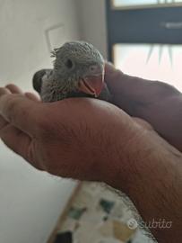 Parrochetto dal collare