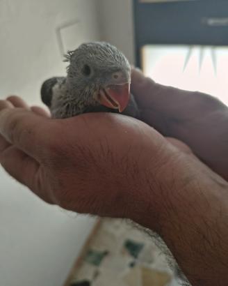 Parrochetto dal collare