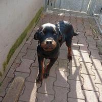 Cucciolo di rottweiler