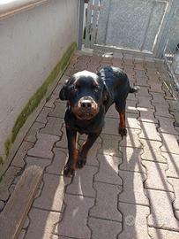 Cucciolo di rottweiler