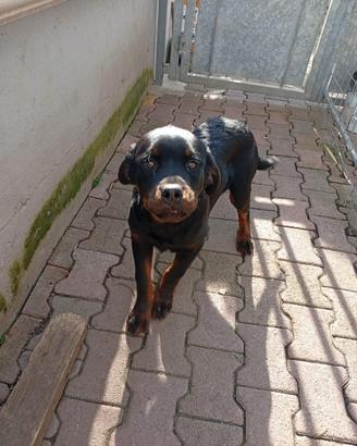 Cucciolo di rottweiler
