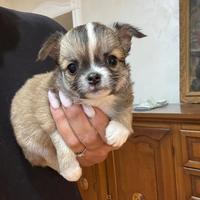 Maschietti con pedigree