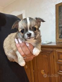 Maschietti con pedigree