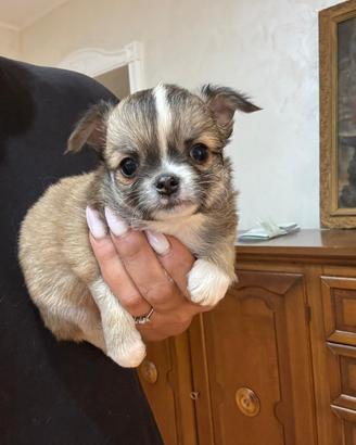 Maschietti con pedigree