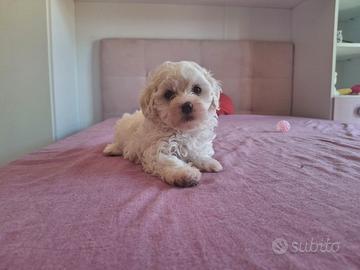 Cucciola di Maltipoo