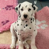 Cucciolo dalmata con pedigree