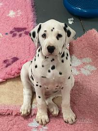 Cucciolo dalmata con pedigree
