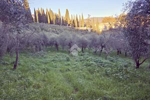 TER. AGRICOLO A MONTOPOLI DI SABINA