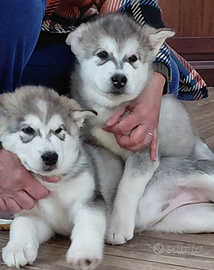Cucciola di Alaskan Malamute