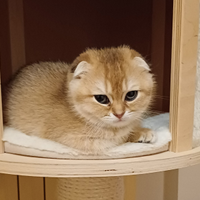 Gatti scottish fold