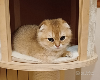 Gatti scottish fold