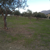 Terreno Agricolo