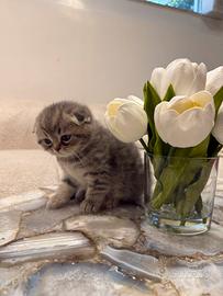 Gattina Scottish Fold