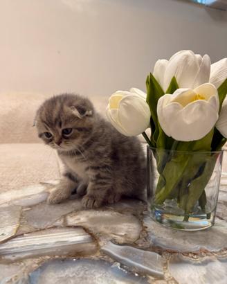 Gattina Scottish Fold
