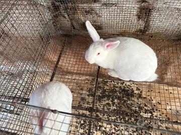 Conigli nuova zelanda