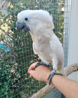 Cacatua Alba - ciuffo bianco