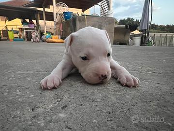 Cucciolo Pitbull UKC femmina