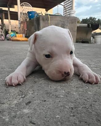 Cucciolo Pitbull UKC femmina