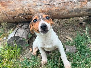 Jack Russell