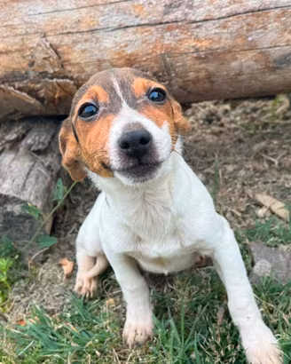 Jack Russell