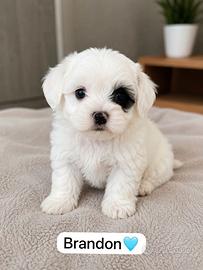 Maltipoo maschio