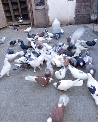 Piccioni