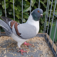 Triganino Modenese Colombi