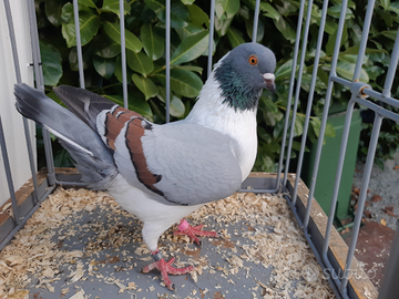 Triganino Modenese Colombi