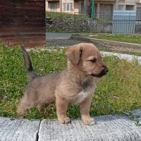 Cucciole meticcio