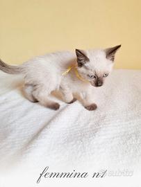 Gattina Siamese coccolona