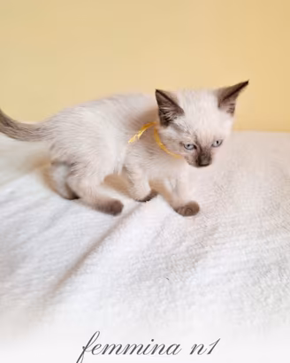 Gattina Siamese coccolona