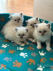 Cuccioli ragdoll