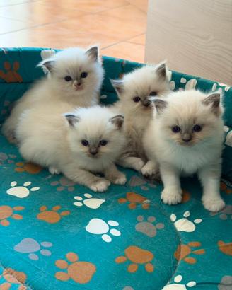 Cuccioli ragdoll