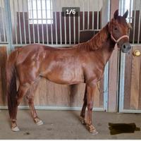 Cavallo