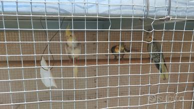 Pappagalli calopsite