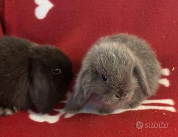 Cuccioli coniglio ariete Minilop