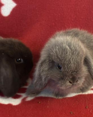 Cuccioli coniglio ariete Minilop