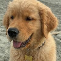 Cuccioli Golden Retriever linea americana