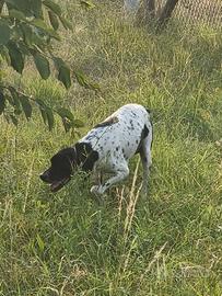 Cane da tartufo