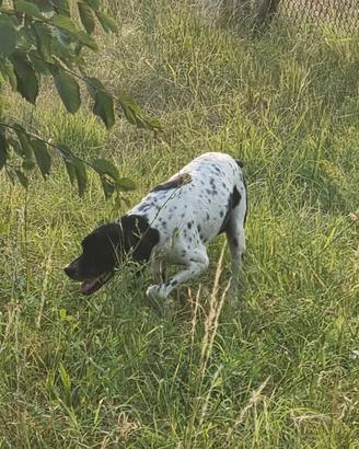 Cane da tartufo