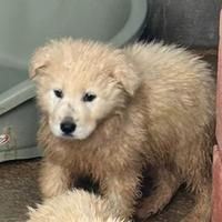 Una cucciola stupenda ?