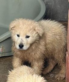 Una cucciola stupenda ?